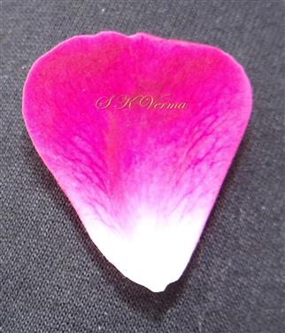  Petal